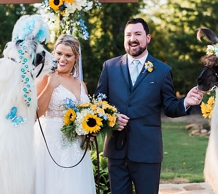 Llama Wedding Portrait