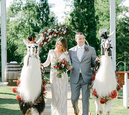 Wedding Llamas
